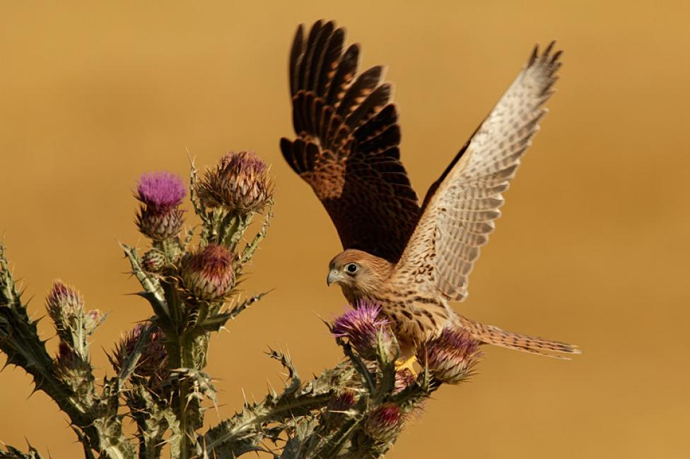 El primer vuelo